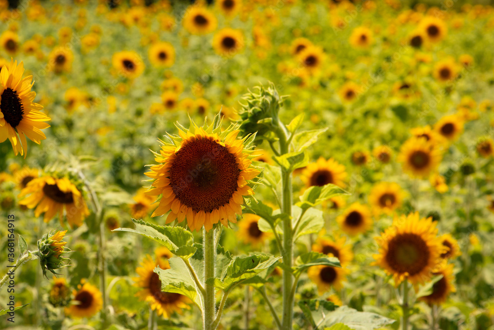 abundant sunflower field abundant sunflower field