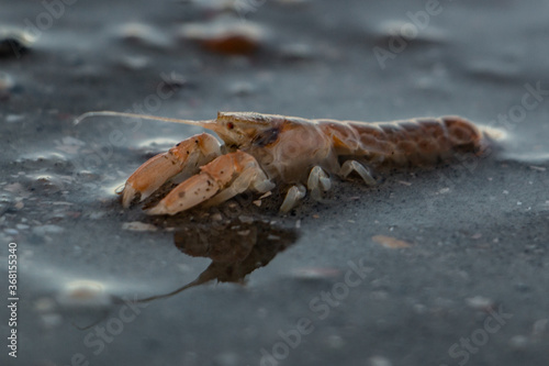 Canvas Print craw daddy on beach