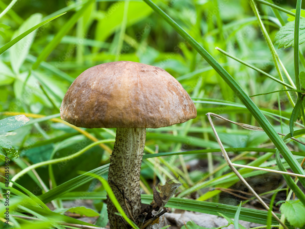 The mushroom grows among the grass. Close-up. wild nature The mushroom grows among the grass. Close-up. wild nature