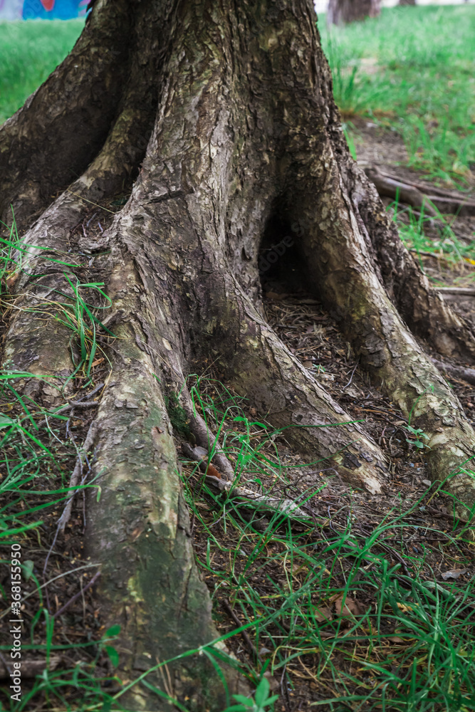 The roots of the tree are visible from the ground.