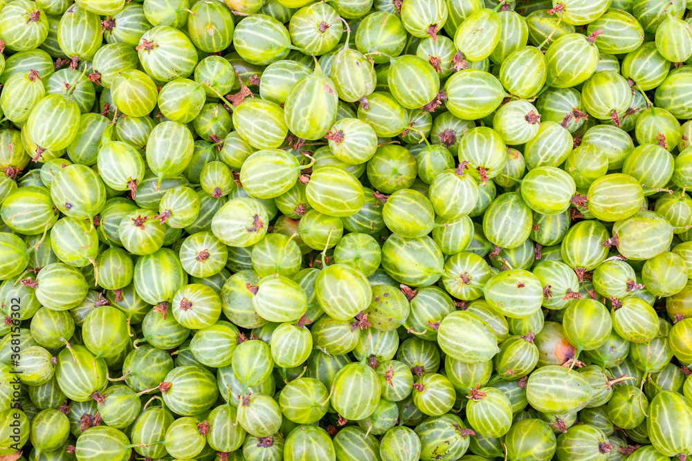 Solid background of fresh ripe and natural green gooseberries Solid background of fresh ripe and natural green gooseberries