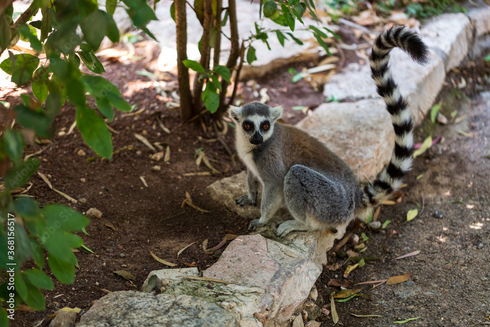 Fototapeta premium Ring tail Lemur (lemur catta) sitting in zoo. Madagascar lemur animal looking. Portrait of lemur katta long tail. Cute leemur of lemuriformes - zoology
