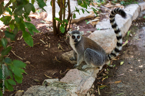 Ring tail Lemur (lemur catta) sitting in zoo. Madagascar lemur animal looking. Portrait of lemur katta long tail. Cute leemur of lemuriformes - zoology © Sabrina Umansky
