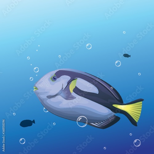 blue tang fish
