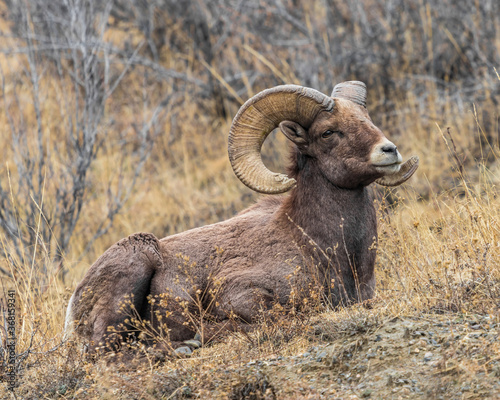 Big horn sheep in Colorado