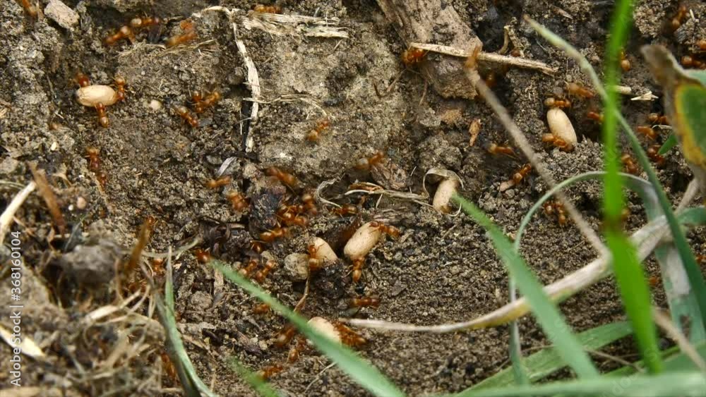 Red Ants carrying their eggs into the nest in summer time. Red Ants carrying their eggs into the nest in summer time.