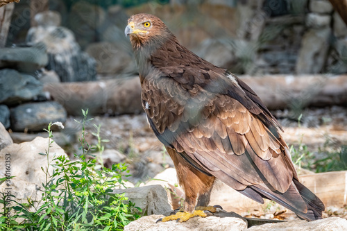 The bird of prey, Steppe Eagle proudly sits in the aviary. Aquila nipalensis
