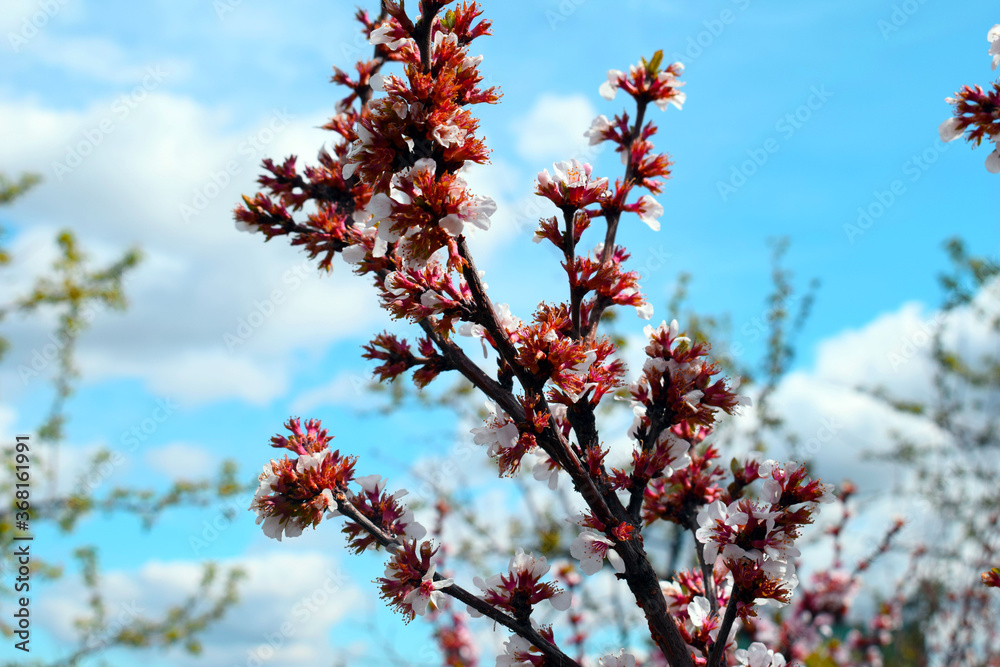 Blooming cherry tree branch against the blue sky. Blooming cherry tree branch against the blue sky.
