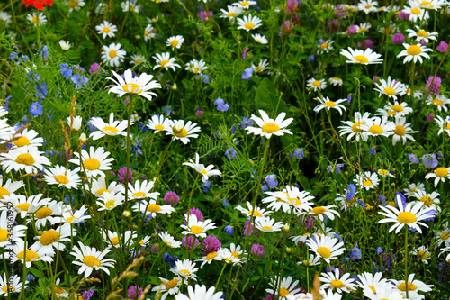 Fototapeta Naklejka Na Ścianę i Meble -  Flower meadow. Beautiful floral background for a postcard. White daisies. Forest grasslands.