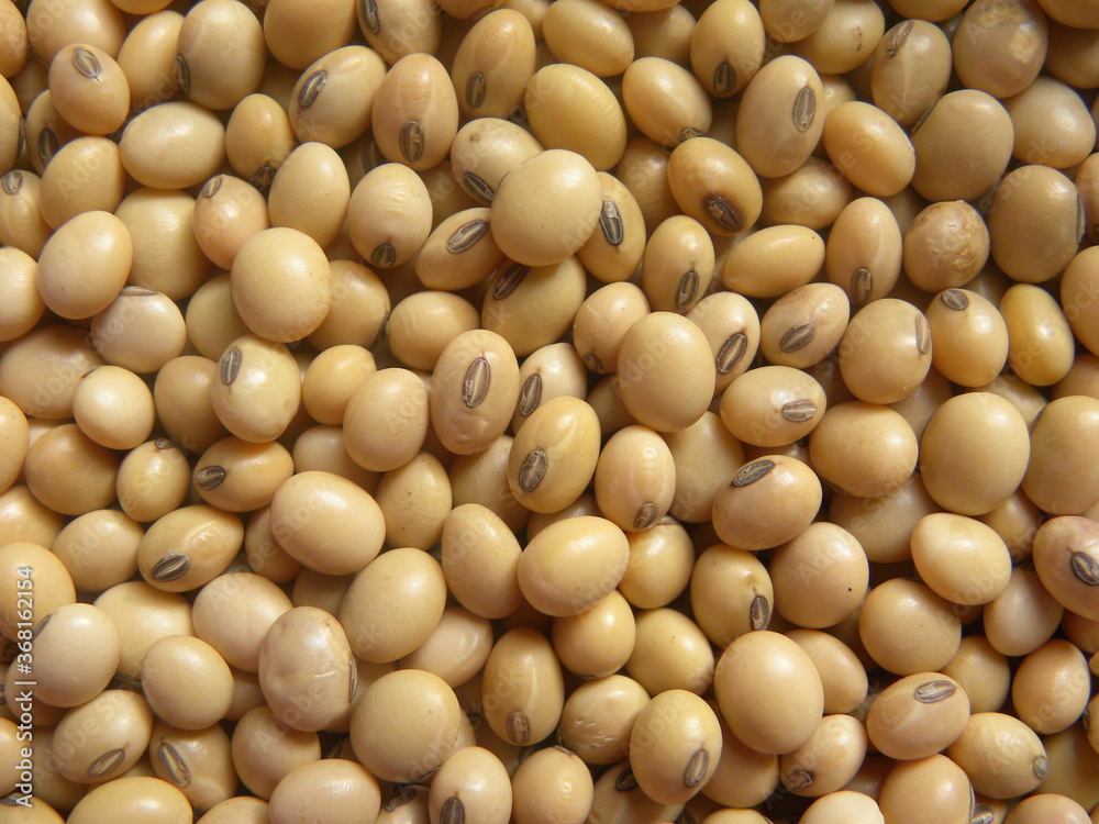 Yellow color raw whole Soybean
Yellow color raw whole Soybean