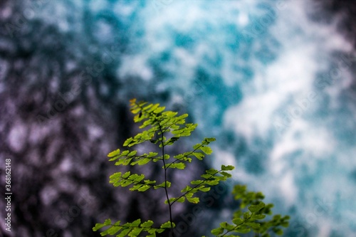 leaf over water