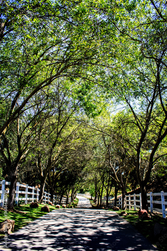 walkway between trees