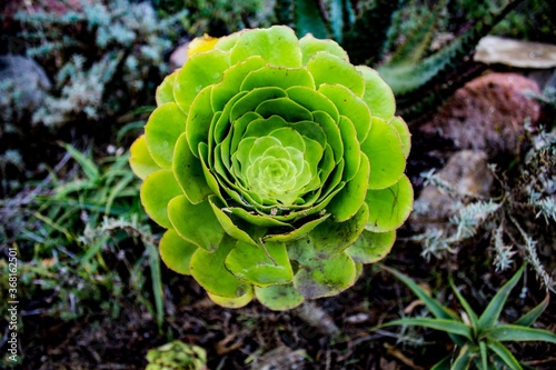 Green succulent flower