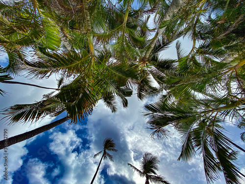 Looking up at palm trees