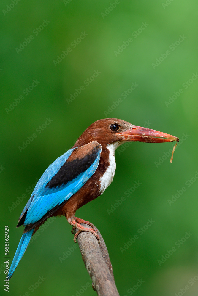  white-throated kingfisher picking a flying termite or Alate insect to feed its chicks