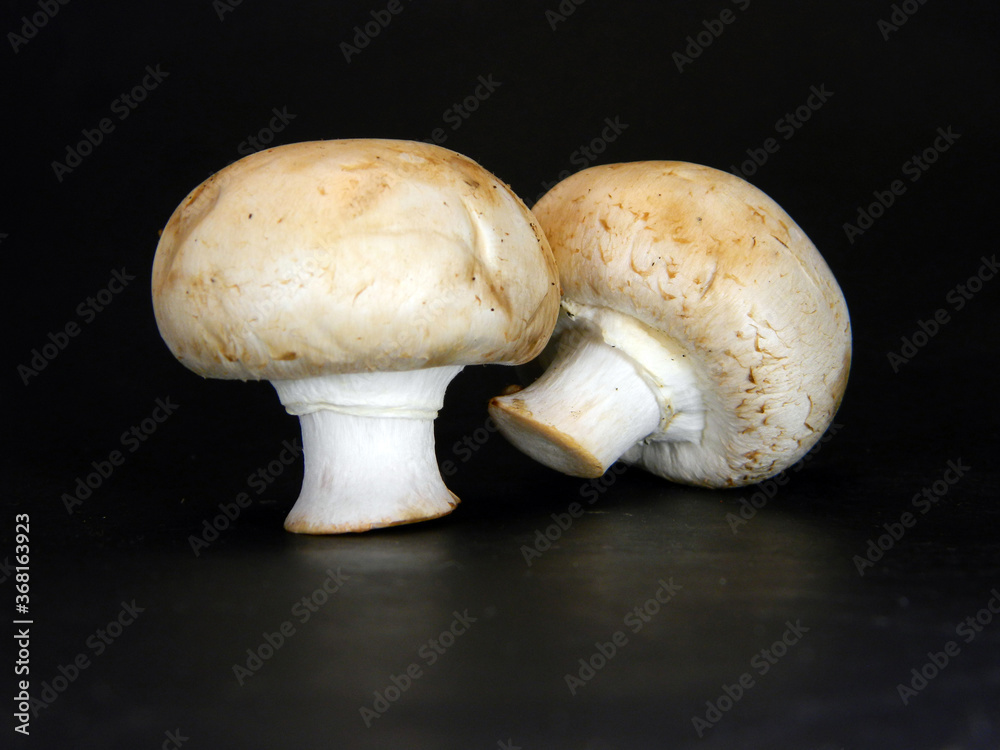white mushroom isolated on black background white mushroom isolated on black background