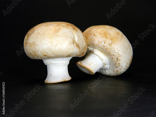 white mushroom isolated on black background