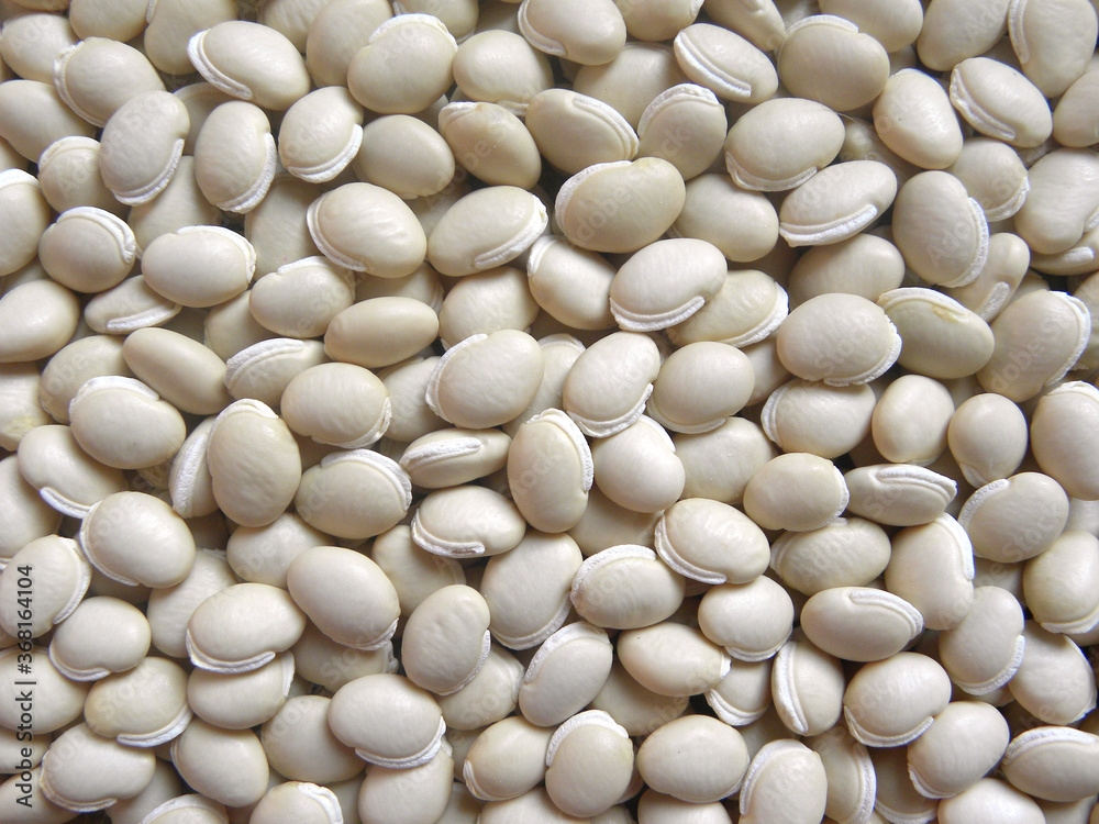 White color raw whole dried Hyacinth beans White color raw whole dried Hyacinth beans
