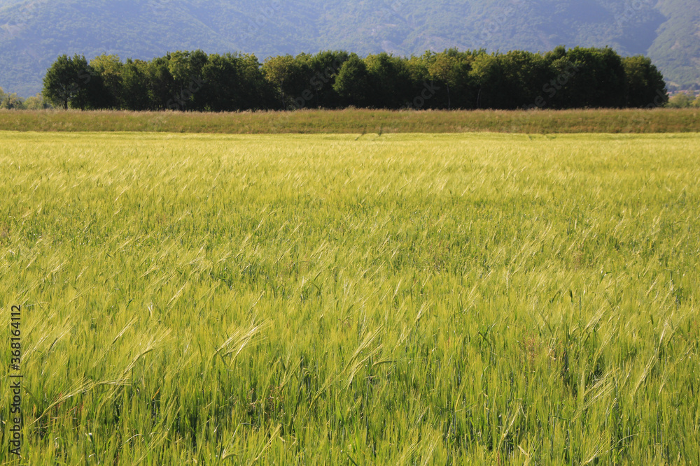Green wheat plants growing in the field on a sunny summer day. Wheat cutlivation in northern Italy Green wheat plants growing in the field on a sunny summer day. Wheat cutlivation in northern Italy