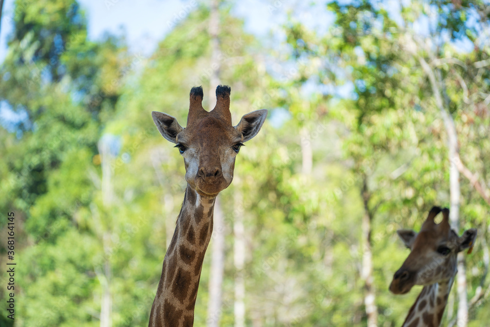 Fototapeta premium Portrait of a giraffe head in nature. Wild african animals