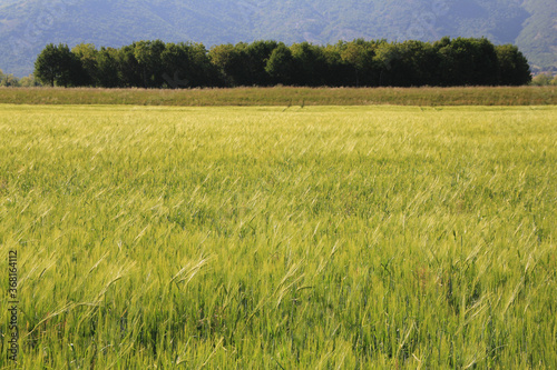 Green wheat plants growing in the field on a sunny summer day. Wheat cutlivation in northern Italy