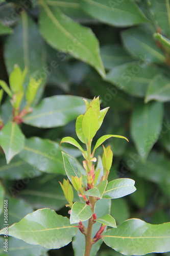Close-up of fresh new green leaves on Laurel bush. Laurus nobilis in the garden