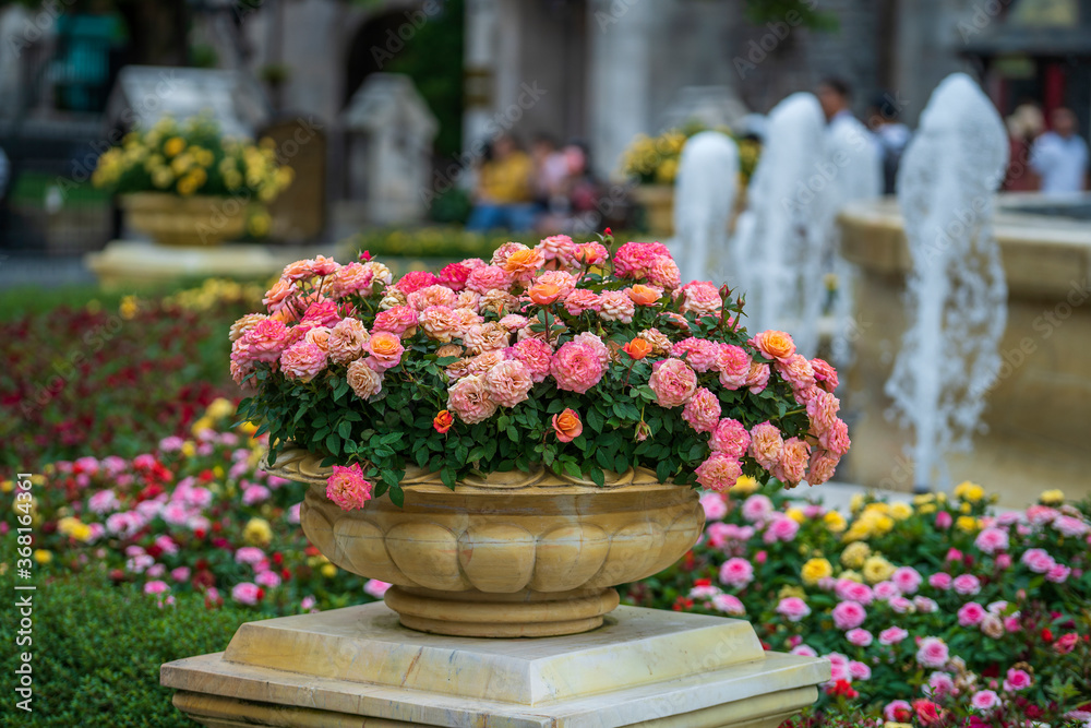 Beautiful pink roses in a stone flower pot in a tropical garden in the city of Danang, Vietnam