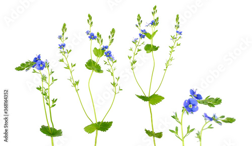 Veronica Chamaedrys Medicinal and Herbal Tea Plant. Isolated on White Background. Also known as Germander Speedwell, Bird's-Eye Speedwell, or Cat's Eyes.