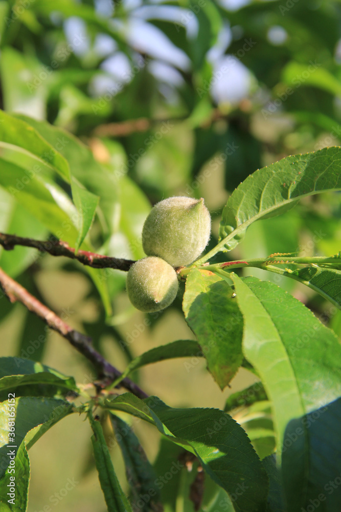 Green unripe peach fruits growing on branch in the orchard. Prunus persica tree on a sunny day Green unripe peach fruits growing on branch in the orchard. Prunus persica tree on a sunny day