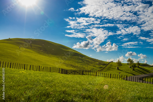 Sheep grazing in a farm land in north New Zealand