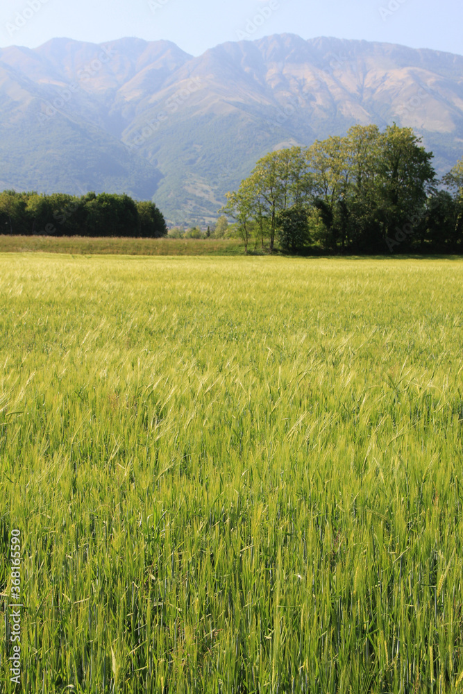 Green wheat plants growing in the field against mountains on a sunny summer day. Wheat cutlivation in northern Italy Green wheat plants growing in the field against mountains on a sunny summer day. Wheat cutlivation in northern Italy