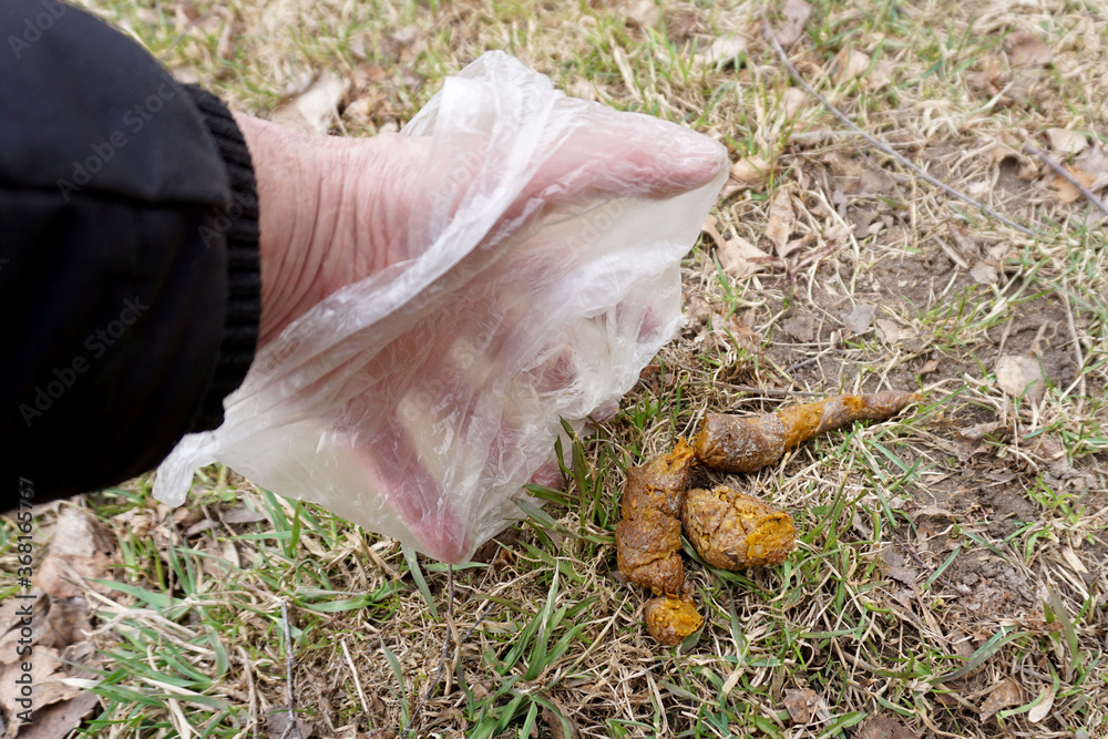 A man's hand in a polyethylene bag cleans dog shit from the lawn. A man's hand in a polyethylene bag cleans dog shit from the lawn.