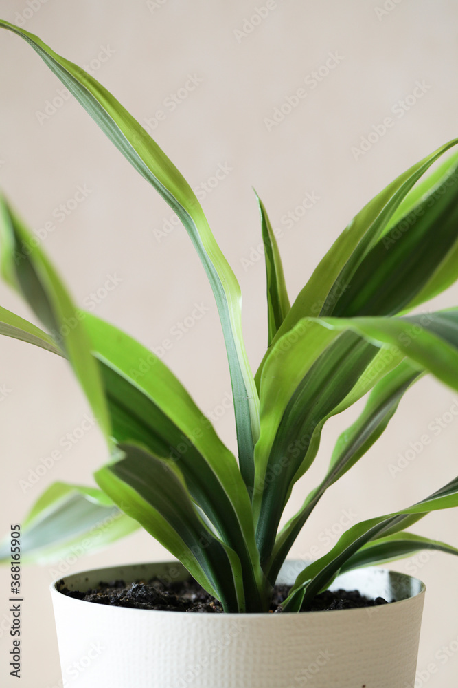 Obraz premium Decorative house plant in pot on beige background with natural light. Creative nature background.