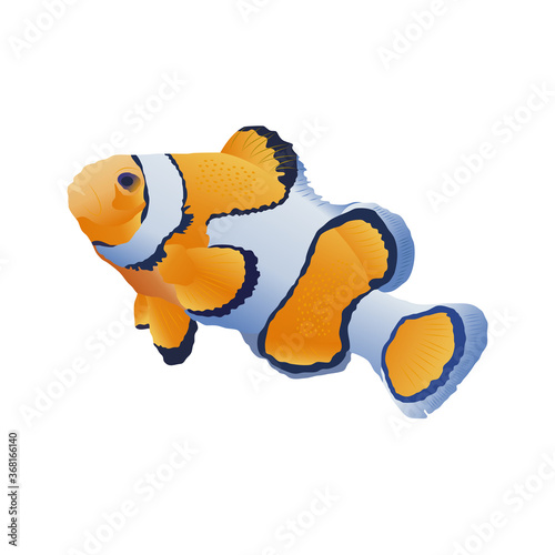 Clownfish in orange, dark purple, white and light blue colors.  Exotic tropical underwater creature. Aquarium fish realistic vector illustration in flat style, gradient. Isolated on white background.