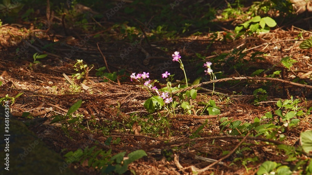 Little pink flowers growing in the woods deep in the mountains in summer Little pink flowers growing in the woods deep in the mountains in summer