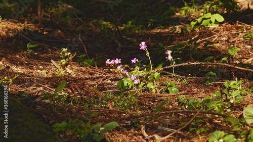 Little pink flowers growing in the woods deep in the mountains in summer