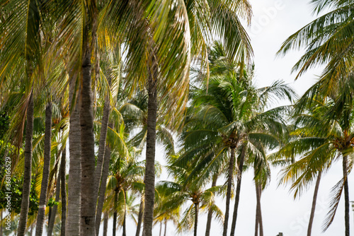Photo of just palm trees tropical background