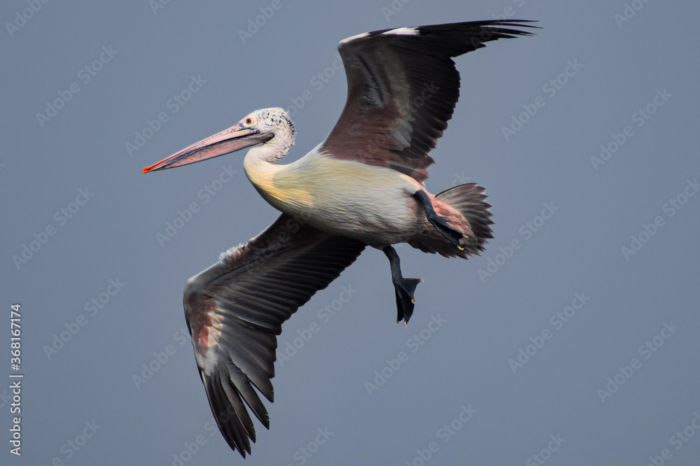 Obraz premium pelican in flight