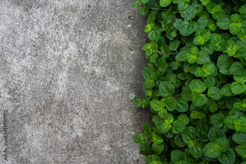 green mint plant leaves in a vegetable garden and street floor gray textured cement,foliage nature background