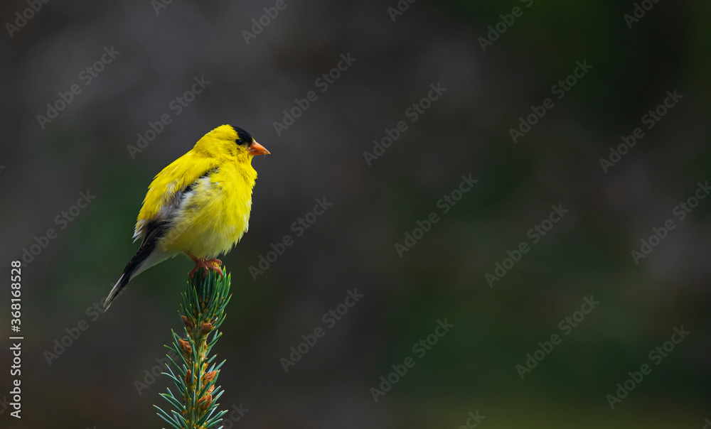 Oriole standing alone and waiting for its mate. Oriole standing alone and waiting for its mate.
