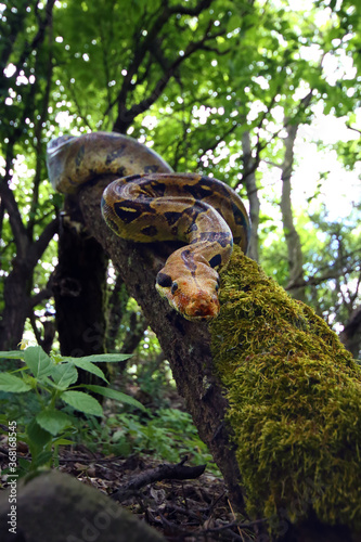Fototapeta Naklejka Na Ścianę i Meble -  The boa constrictor (Boa constrictor), also called the red-tailed or the common boa on a branch in the middle of the forest. A large snake on a branch in the green of a bright forest.