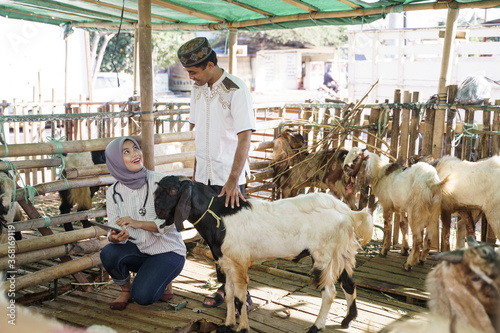 Canvas Print asian muslim veterinarian medical check up farm animal