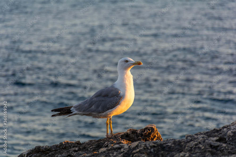 A seagull on the shore beaming from the sunset A seagull on the shore beaming from the sunset