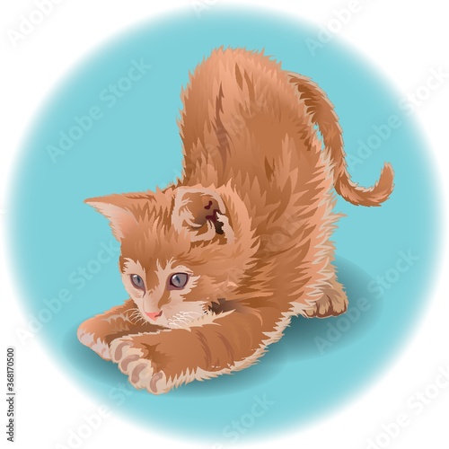 cat