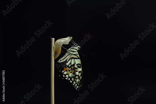 Fotografie development stages of lime Butterfly (Papilio demoleus malayanus) hatching out of pupa to butterfly