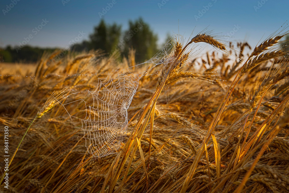 Fototapeta premium spider web on the grain field