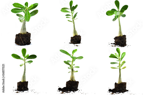 Seedlings Desert rose/Bignonia/Impala lily isolated on white background. photo