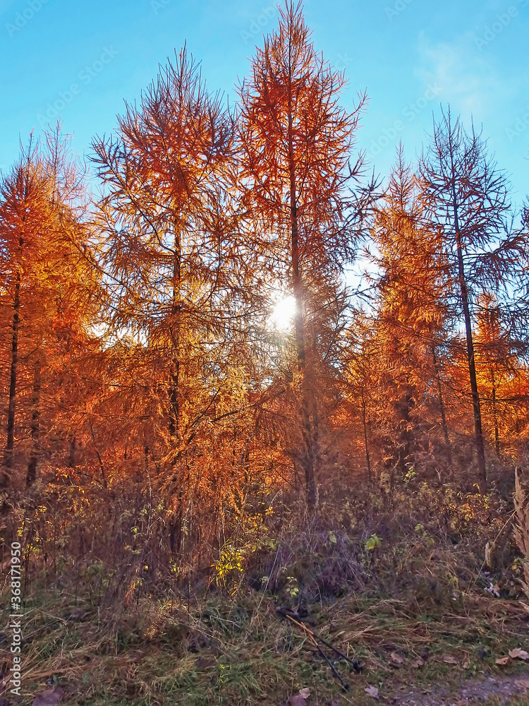 Obraz premium Sun Rays