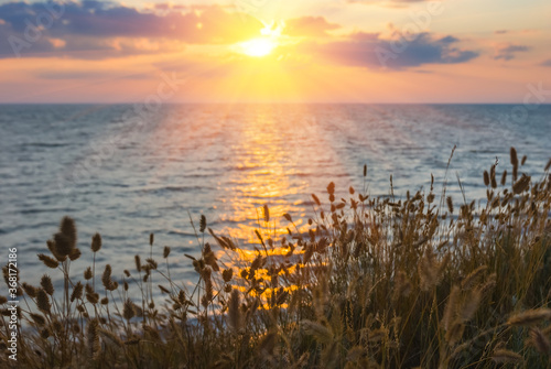 coast of sea bay with grass at the sunset