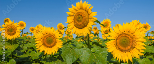closeup golden sunflower field under a blue sky